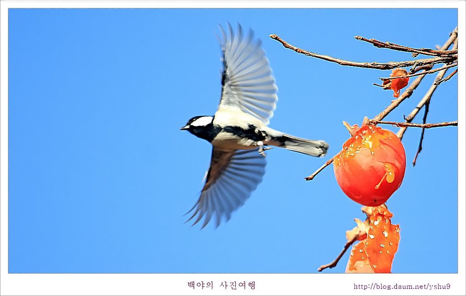 감나무 홍시에 맛드린 박새와 직박구리