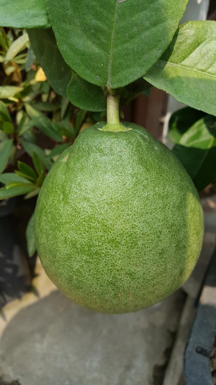 귤 (중국원산) 학명 Citrus unshiu, 영어명 unshu mikan, cold hardy mandarin, satsuma mandarin, satsuma