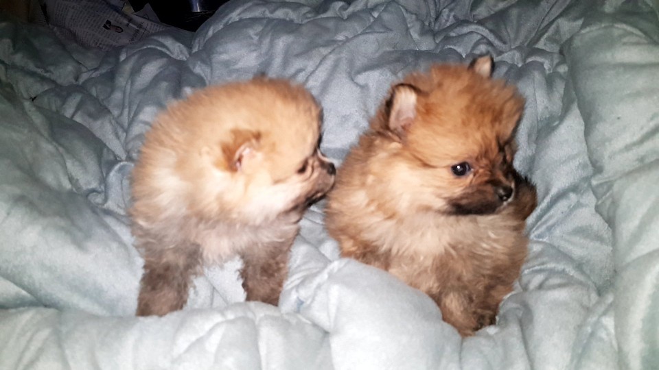 포메라니안 암수 강아지 분양합니다