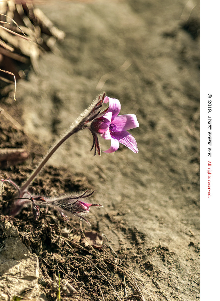 동강 생태체험관 앞 너른 바위에 피어있는 동강할미꽃