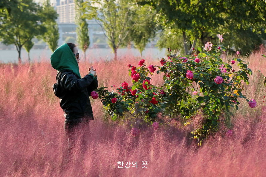 핑크 뮬리 그라스(Pink Muhly Grass)