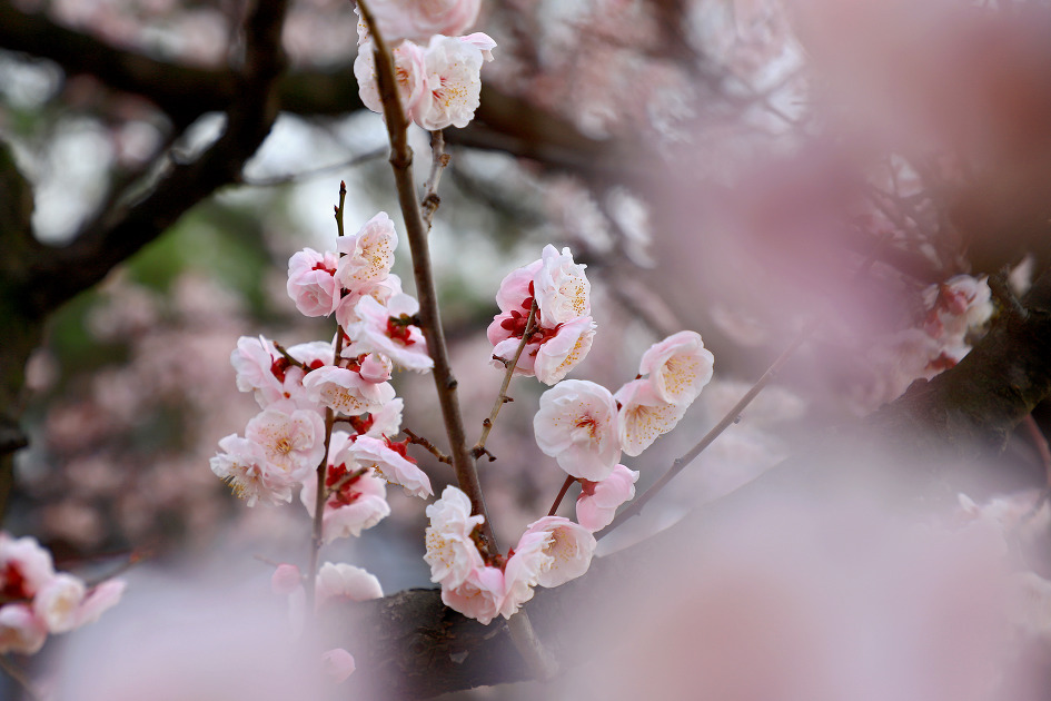 매화 향기 (김해건설공고. 2019.03.06.수)
