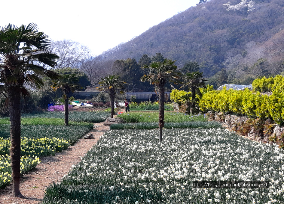 고딩 친구들과 경상남도 거제시 명소(매미의 성, 공곶이 등) 봄 나들이...