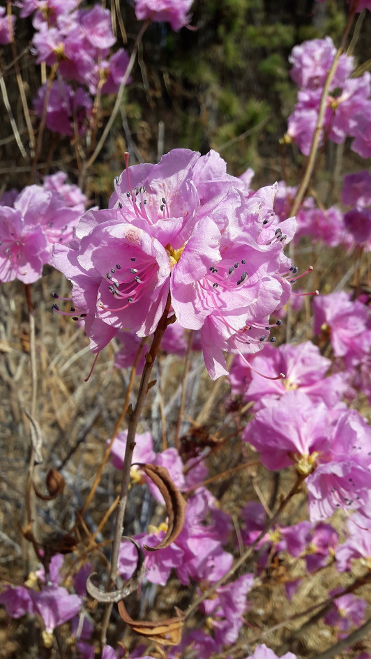 벗꽃이 활짝핀 남산