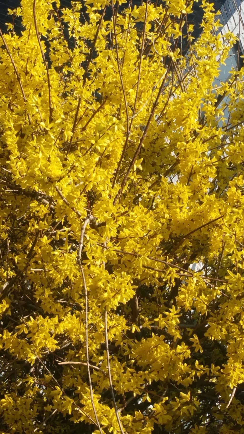 2019. 4. 4(목) 목요산행 호암산성