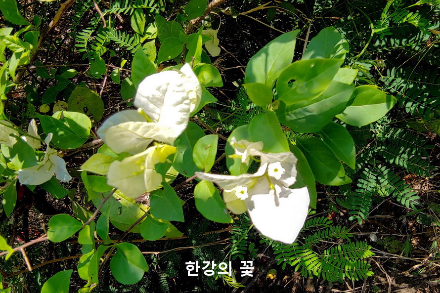 부게인빌레아