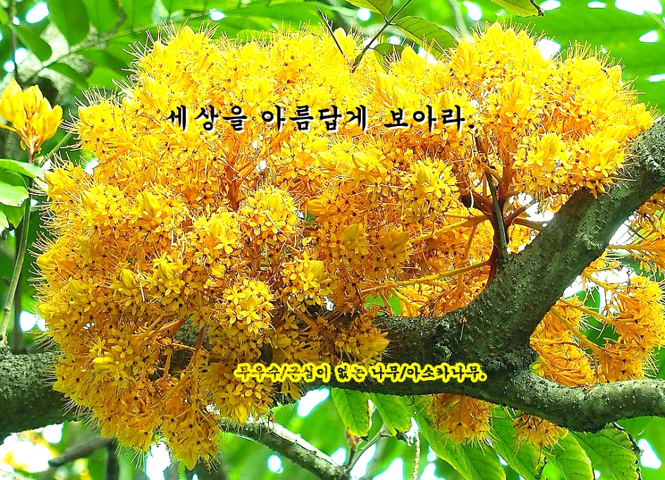 부처님나라 천축국. 불교 8대성지 네팔 룸비니.  