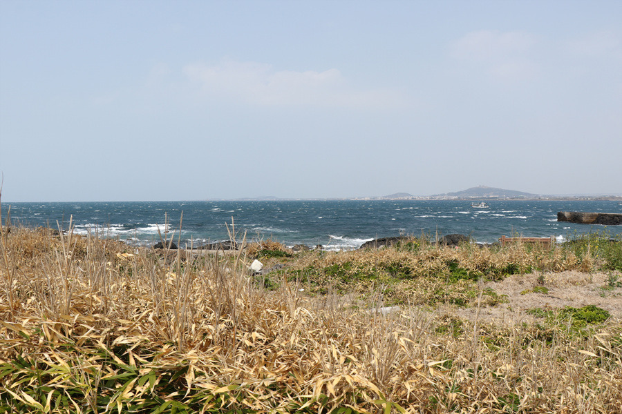 [제주 여행] 섬 전체가 청보리 물결로 가득합니다. ~ 가파도 청보리축제