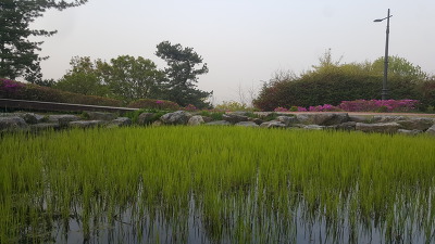 [하루 한문장]