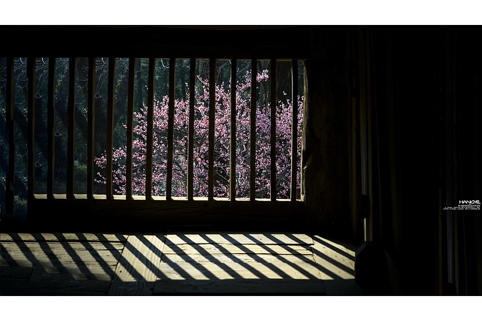 __선암사 매화__