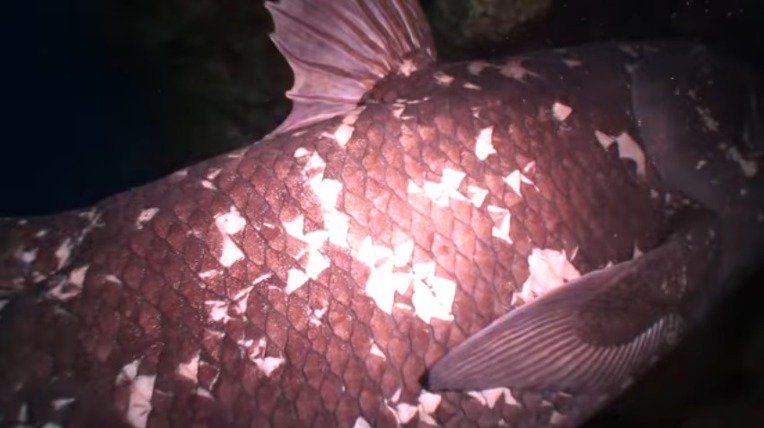 살아있는 화석 물고기 실러캔스(Coelacanth) 