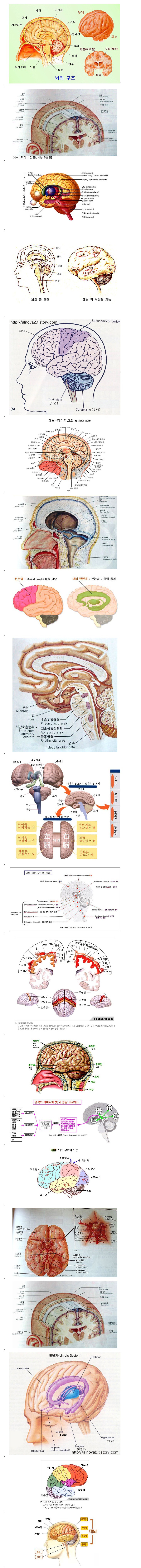 안녕마음아,도레미곰과 두뇌발달,뇌에구조,그레이트북스판다북