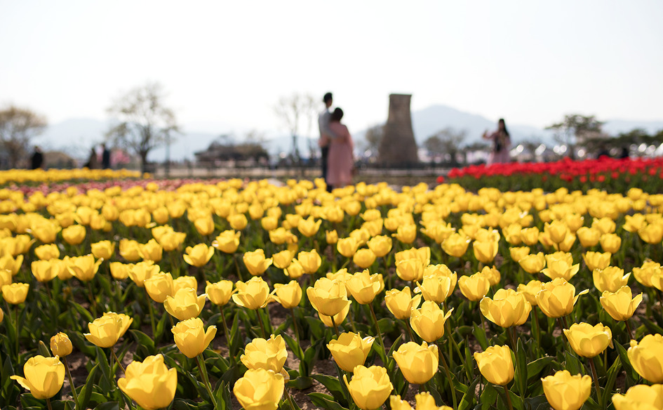 [2019 첨성대 간이공연장 벛꽃축제 공연 스케치] 경주 첨성대 주변 벚꽃축제장에서도 즐거움을 만끽할 수 있다 / 토함
