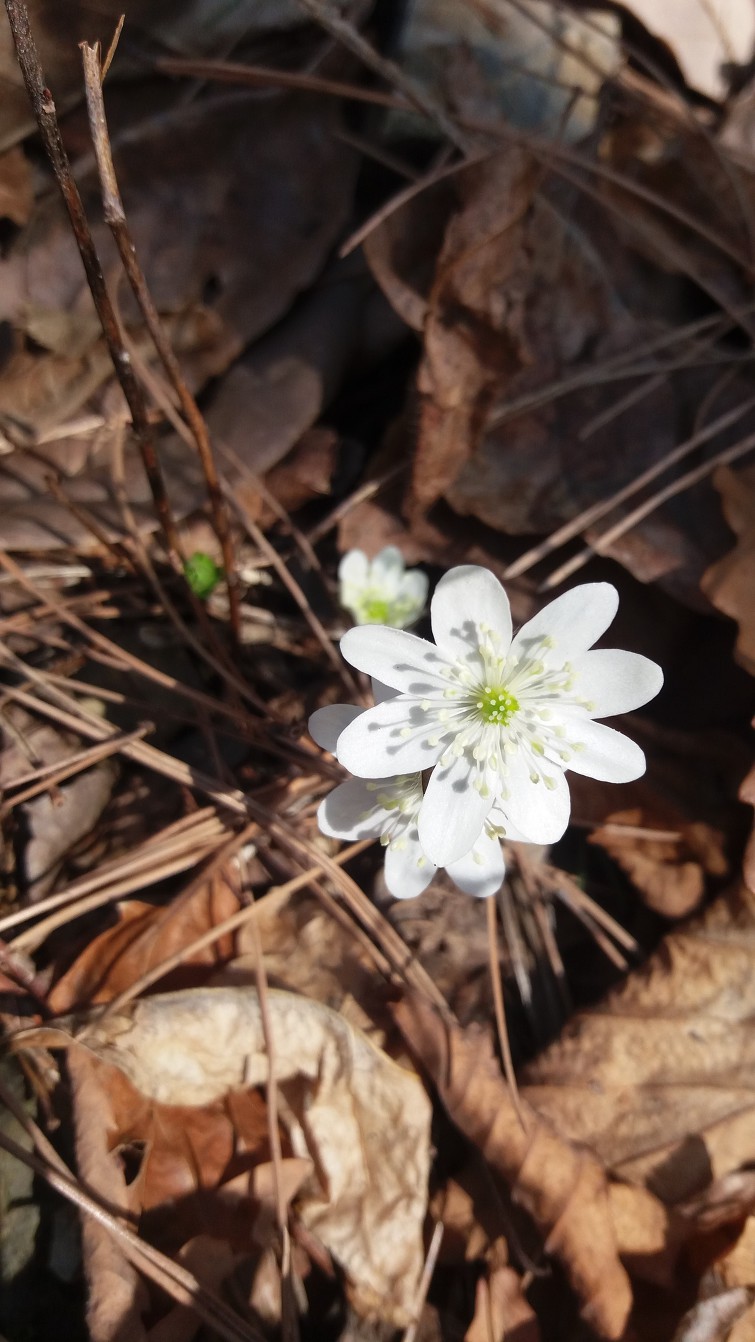 노루귀와 복수초,산수화  (3월 26일,28일 )