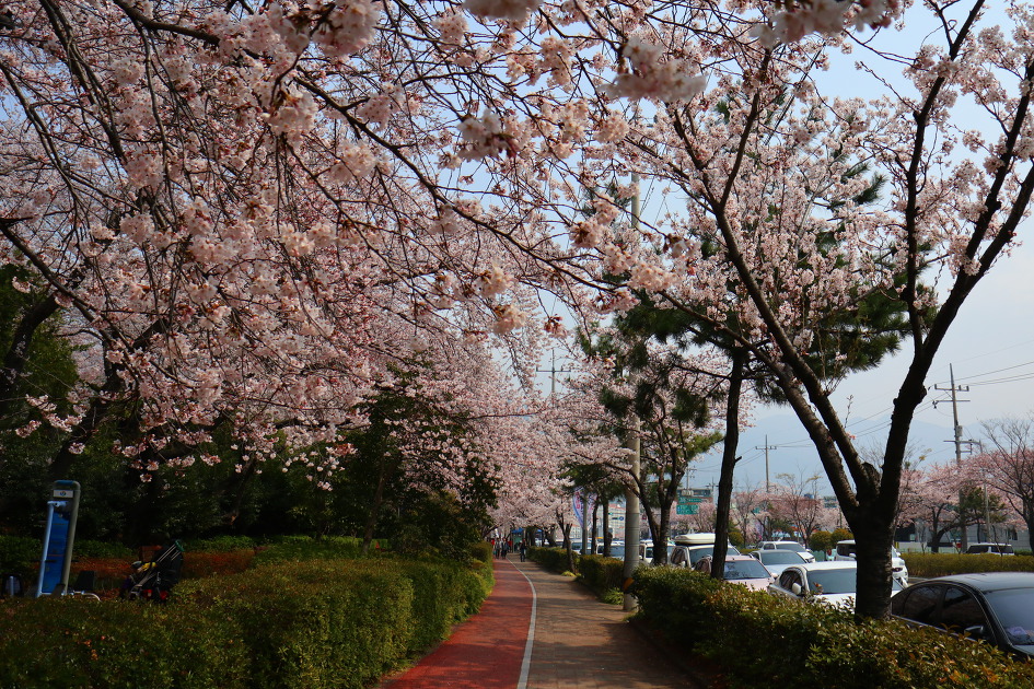 진해벚꽃명소인 경화역