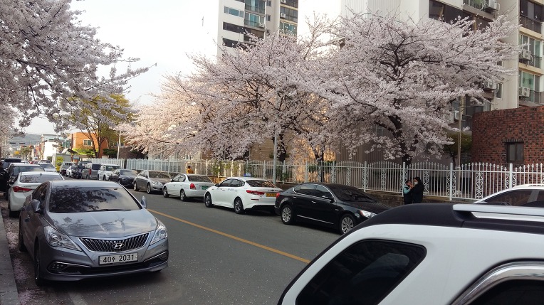 순천 아름다운 벗꽃 길