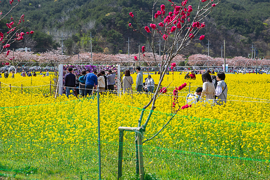 유채꽃축제