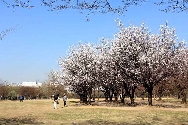 * 서울숲 벚꽃