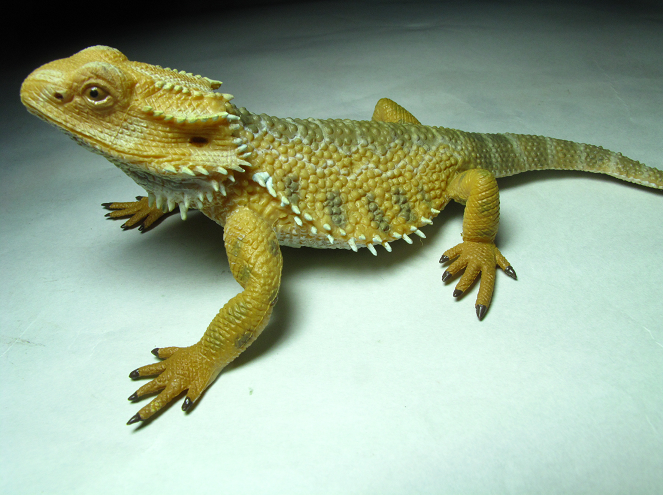 bearded dragon stuffed toy